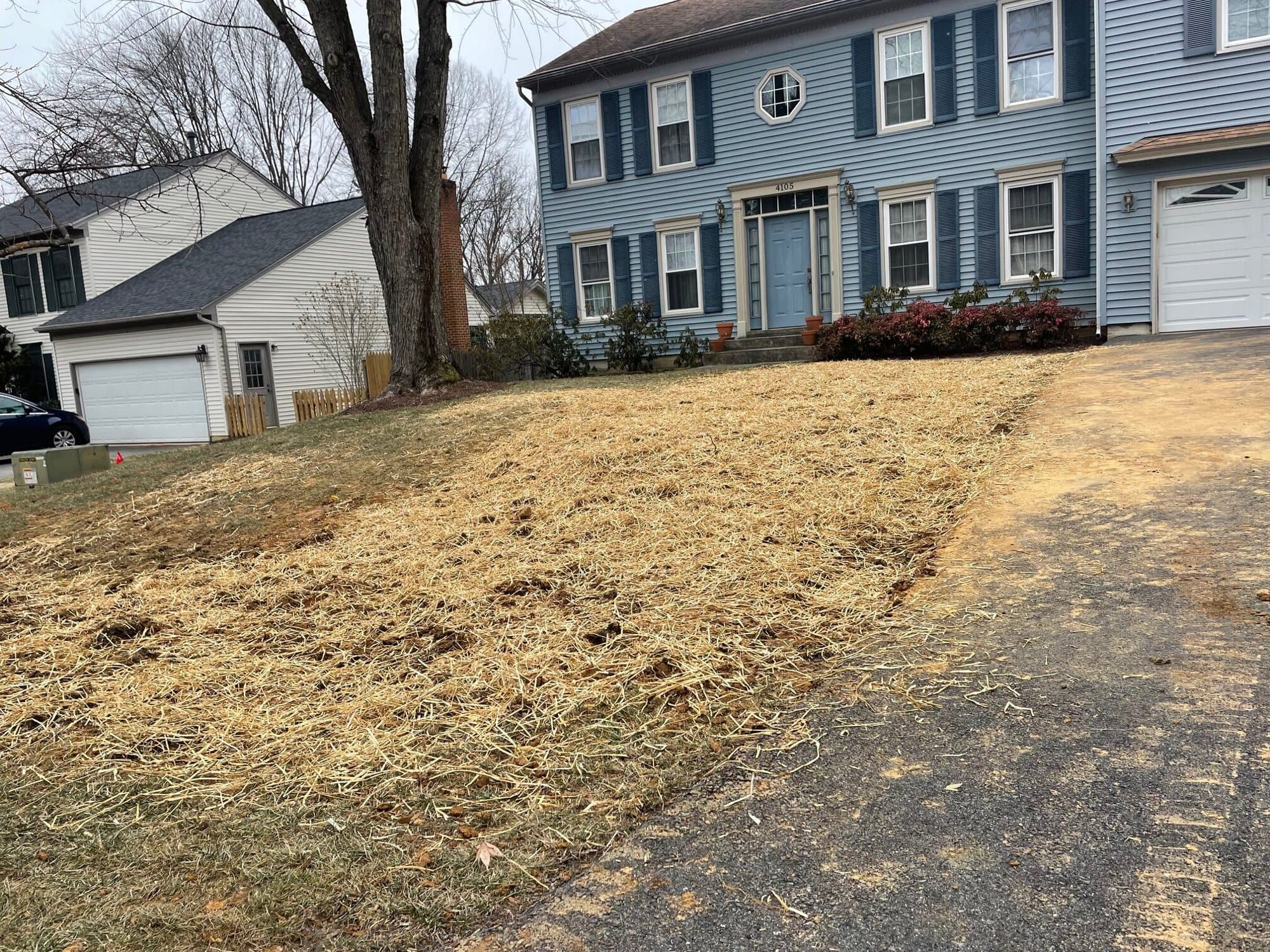 Front lawn of a blue colonial house graded, seeded and covered with straw after a line replacement, with the driveway left intact